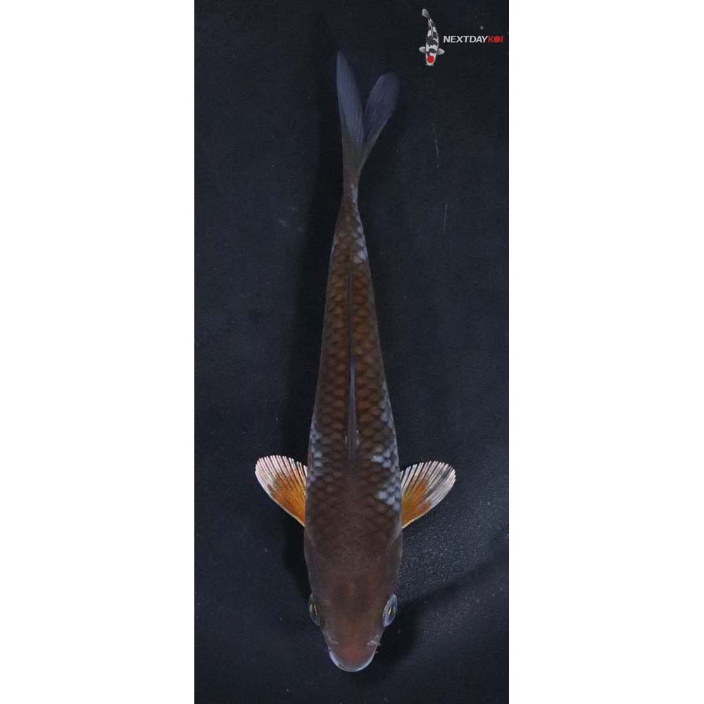 5.5” Imported Ochiba Shigure