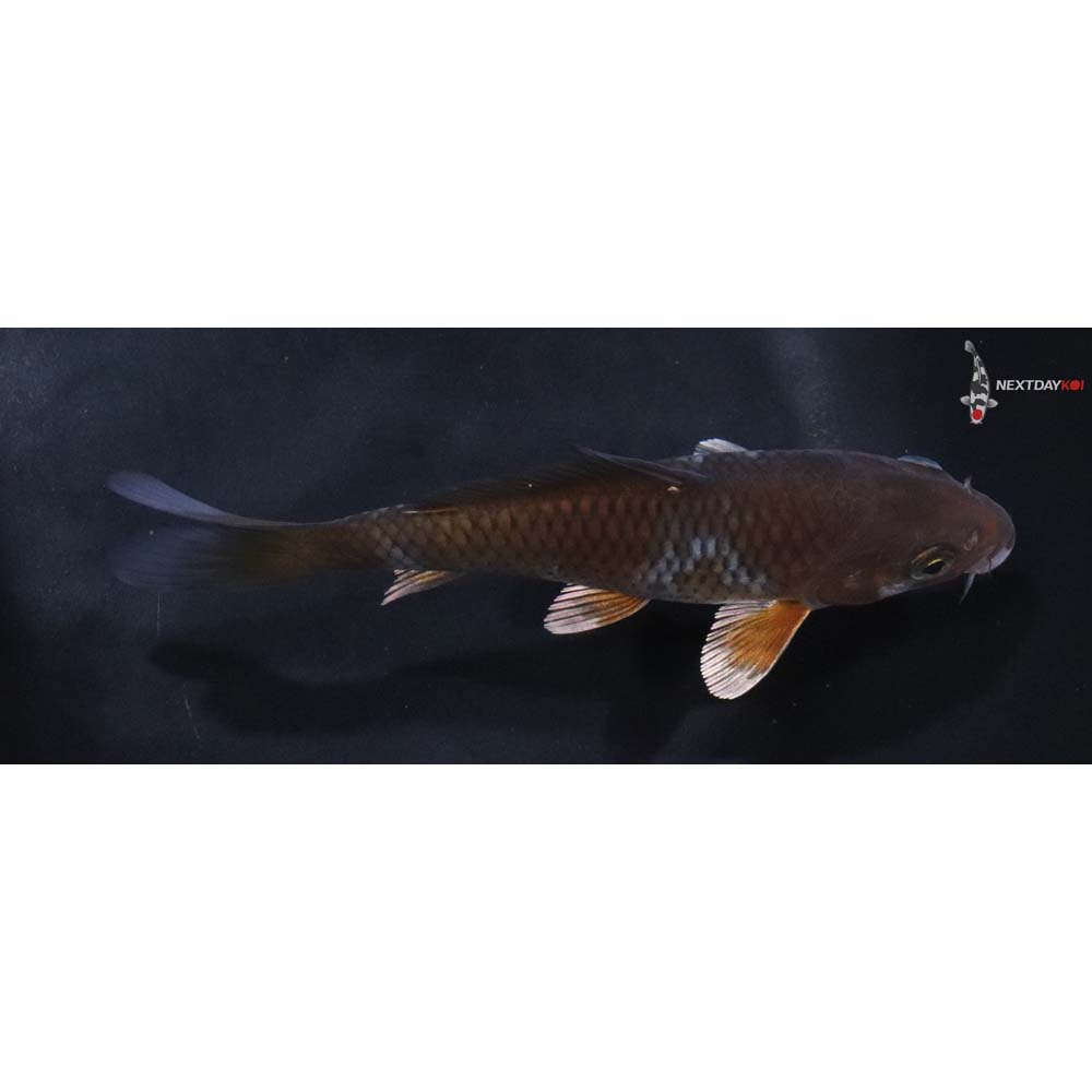 5.5” Imported Ochiba Shigure