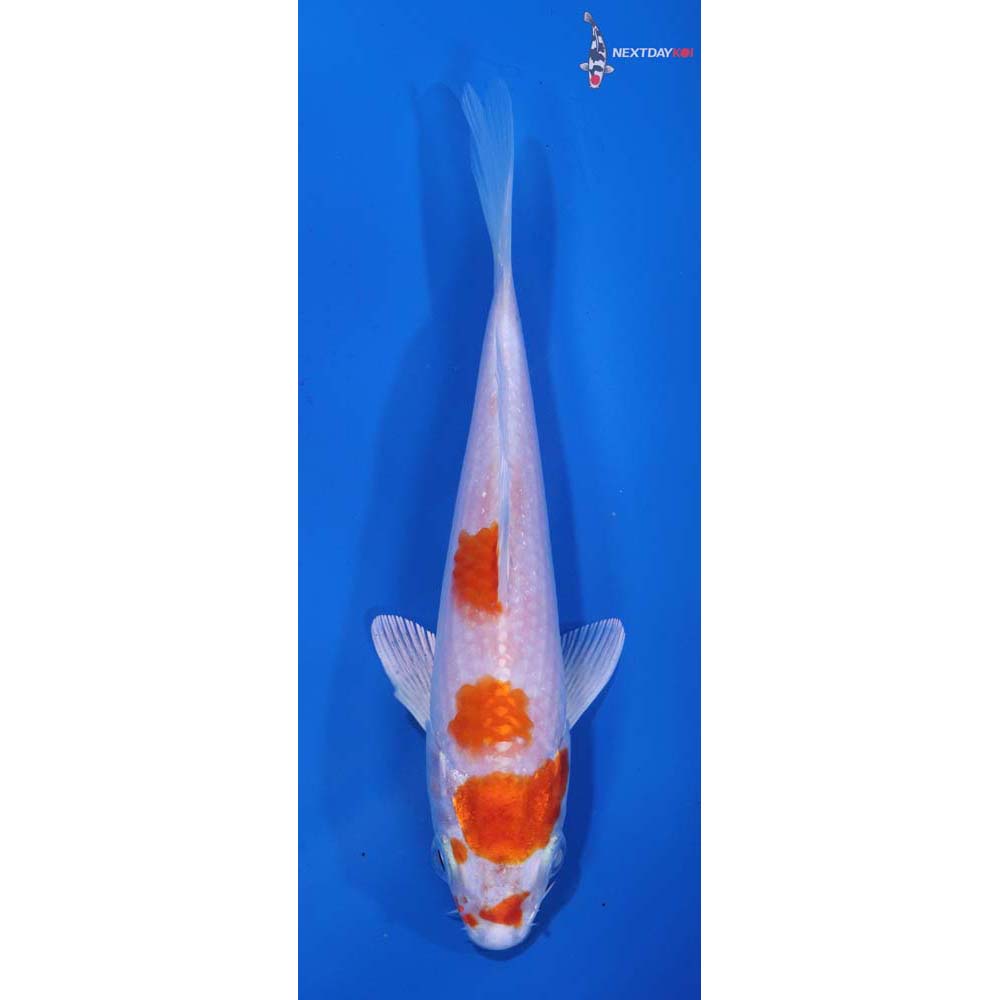 5.5” Imported Hariwake