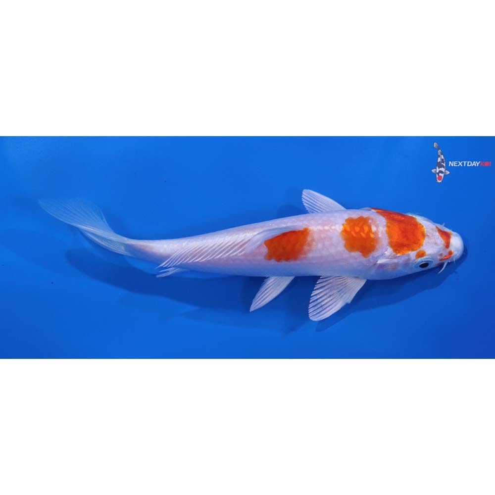 5.5” Imported Hariwake