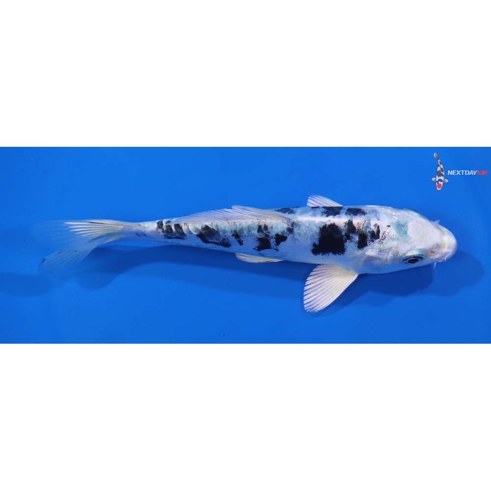 5.5” Imported Doitsu Gin Shiro Bekko