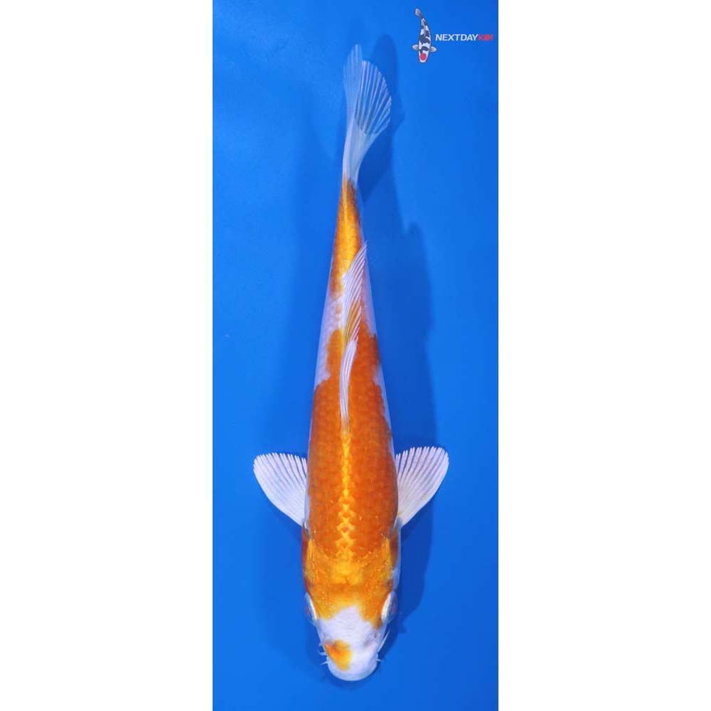 5.5” Imported Hariwake