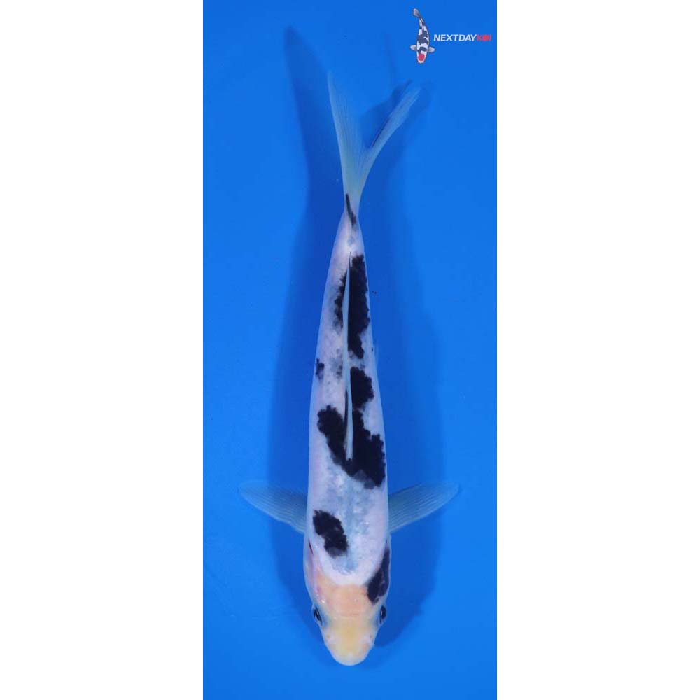 6” Imported Shiro Bekko