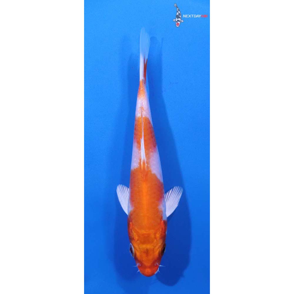 4.5” Imported Hariwake