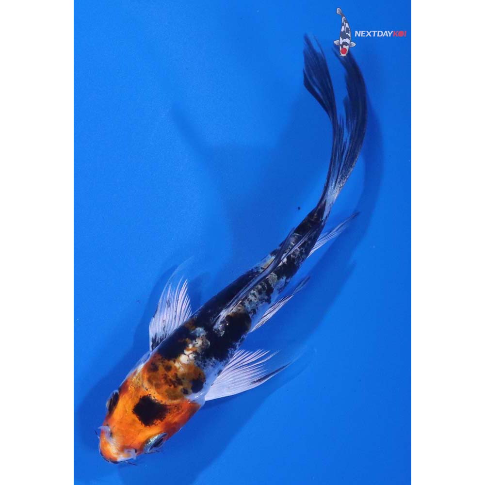 4” Imported Heisei Nishiki Butterfly Koi