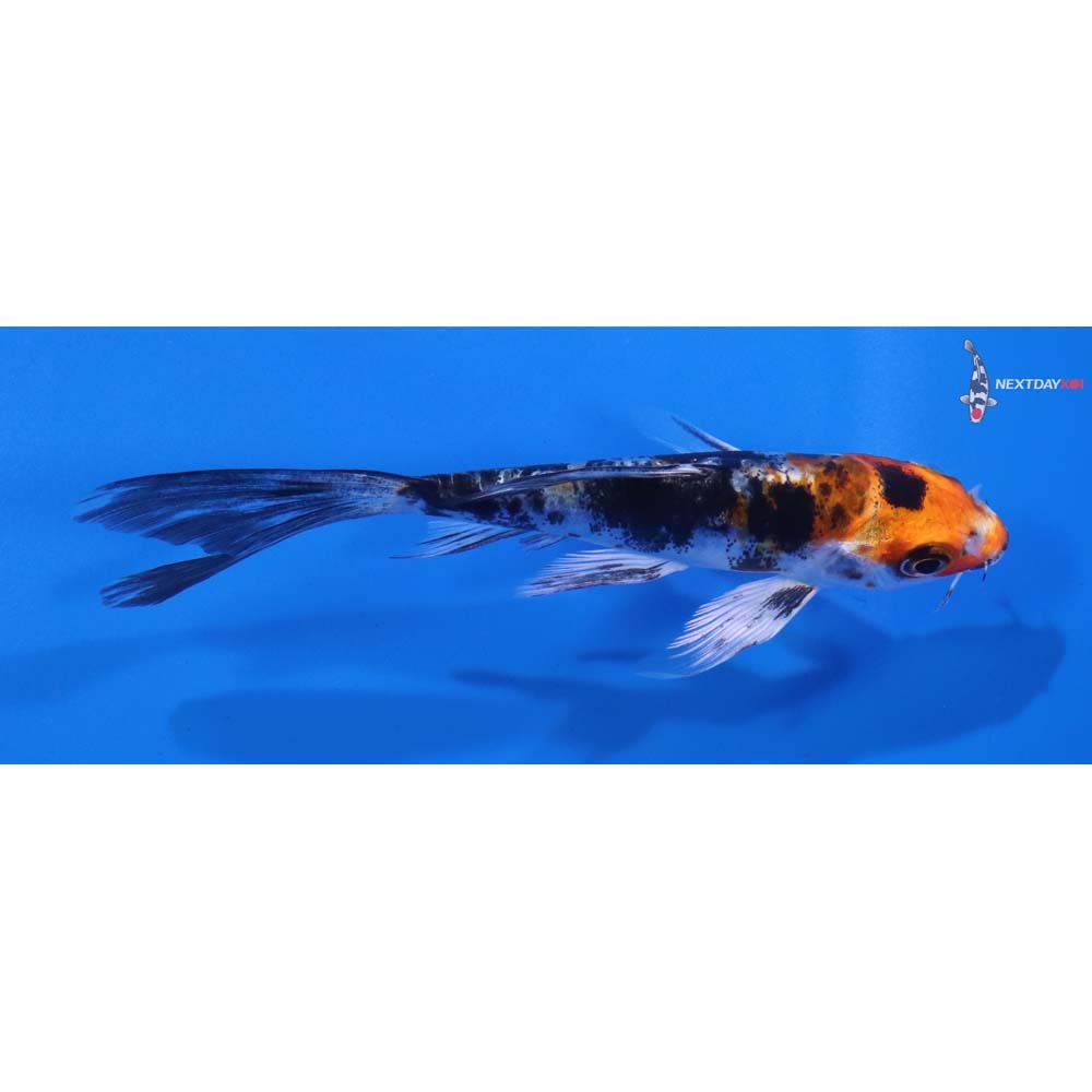 4” Imported Heisei Nishiki Butterfly Koi