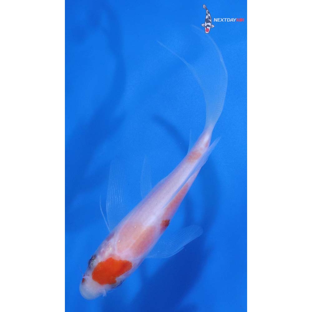 4” Imported Kohaku Butterfly Koi