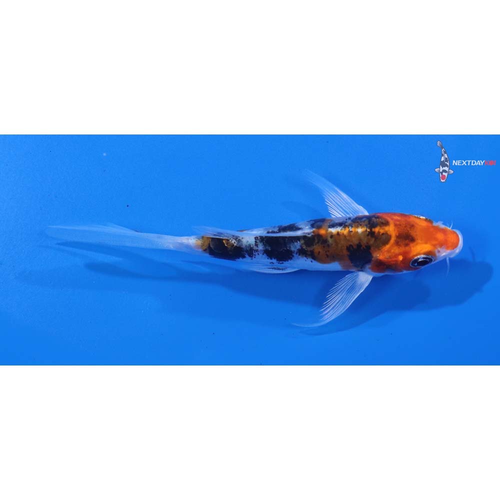 4” Imported Heisei Nishiki Butterfly Koi