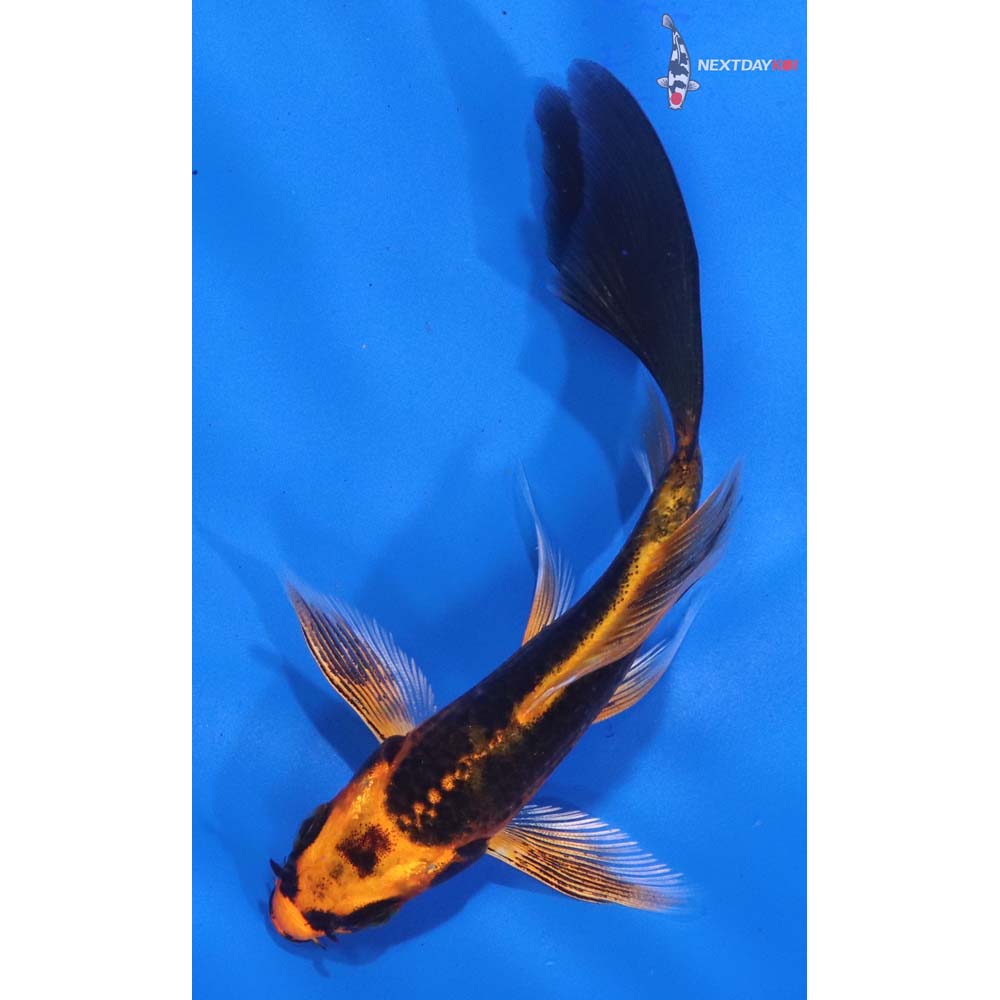 4” Imported Orenji Matsuba Butterfly Koi