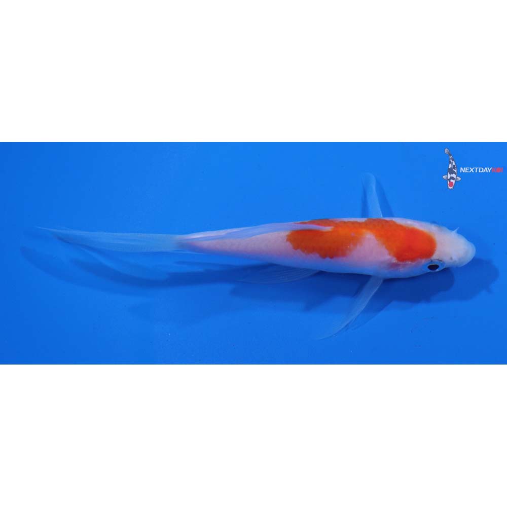 4” Imported Kohaku Butterfly Koi