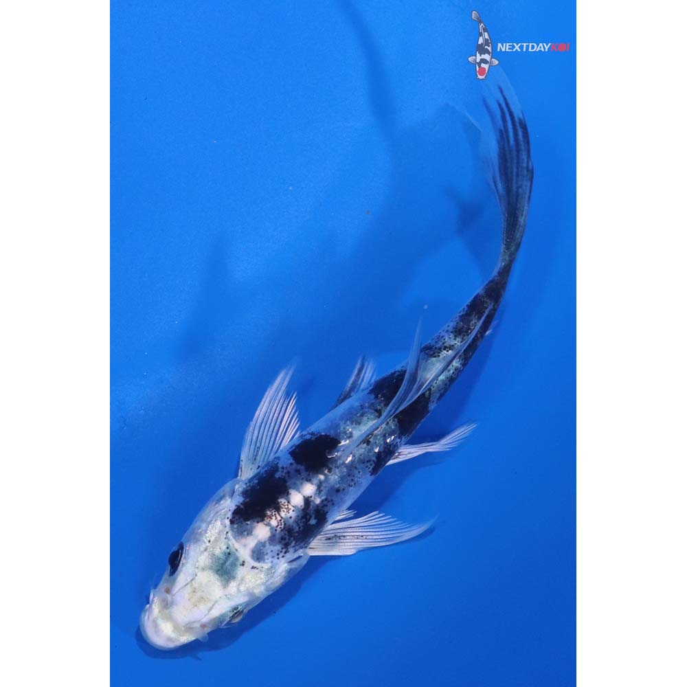 4” Imported Doitsu Gin Shiro Bekko Butterfly Koi