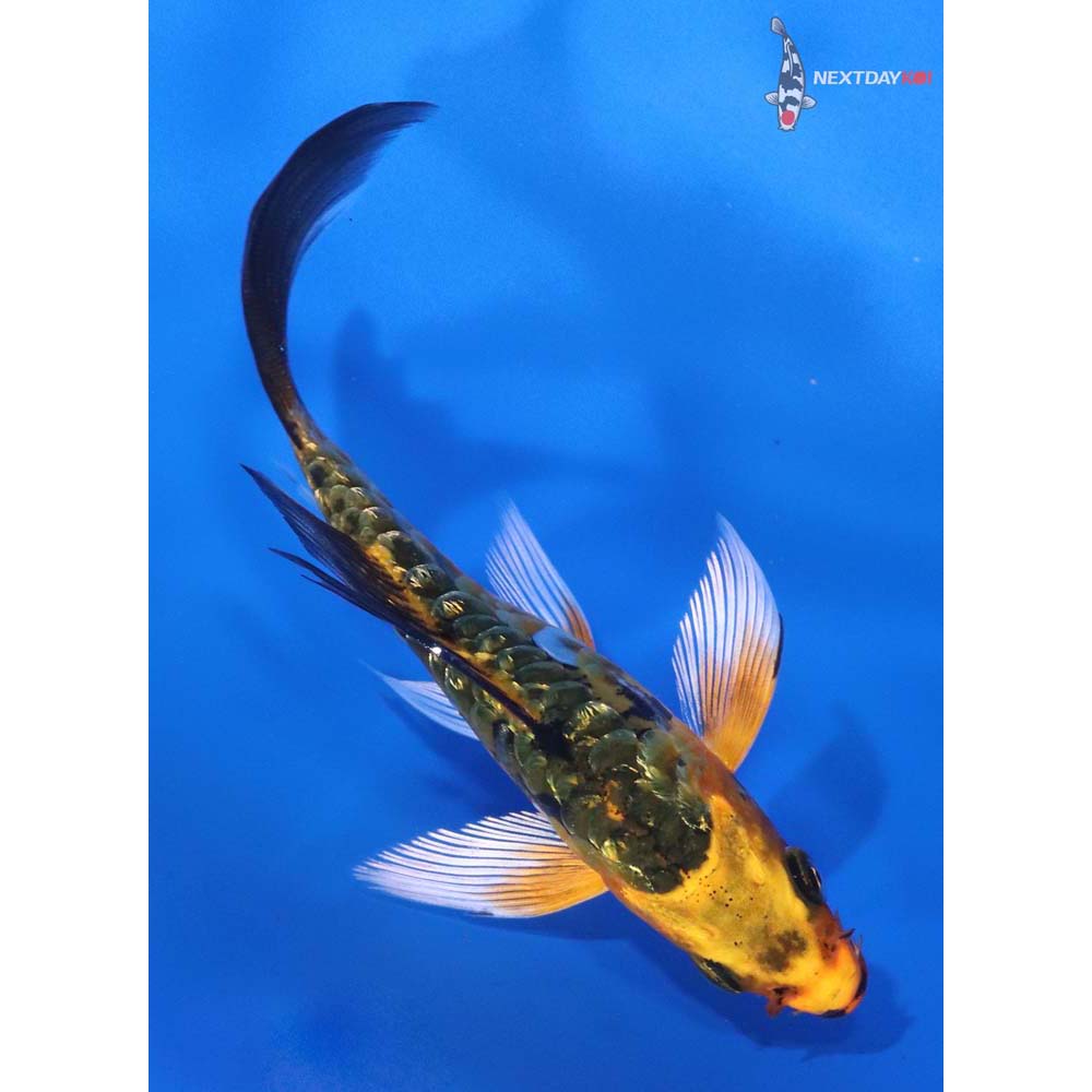 4” Imported Gin Rin Armor Scaled Orenji Matsuba Butterfly Koi