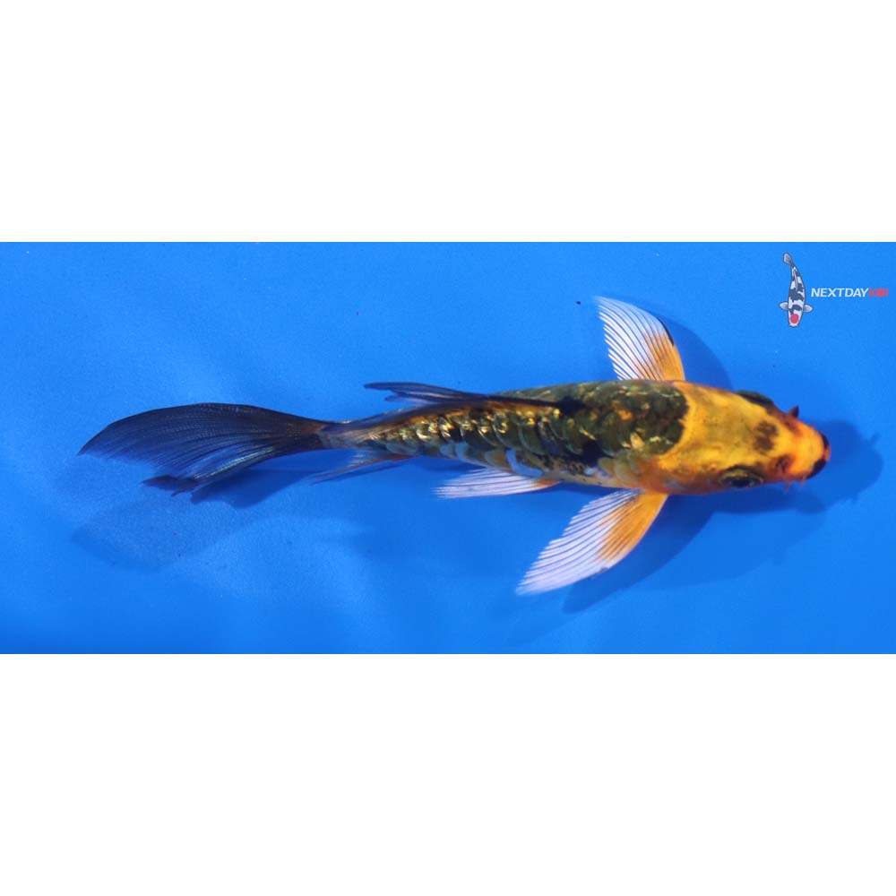 4” Imported Gin Rin Armor Scaled Orenji Matsuba Butterfly Koi