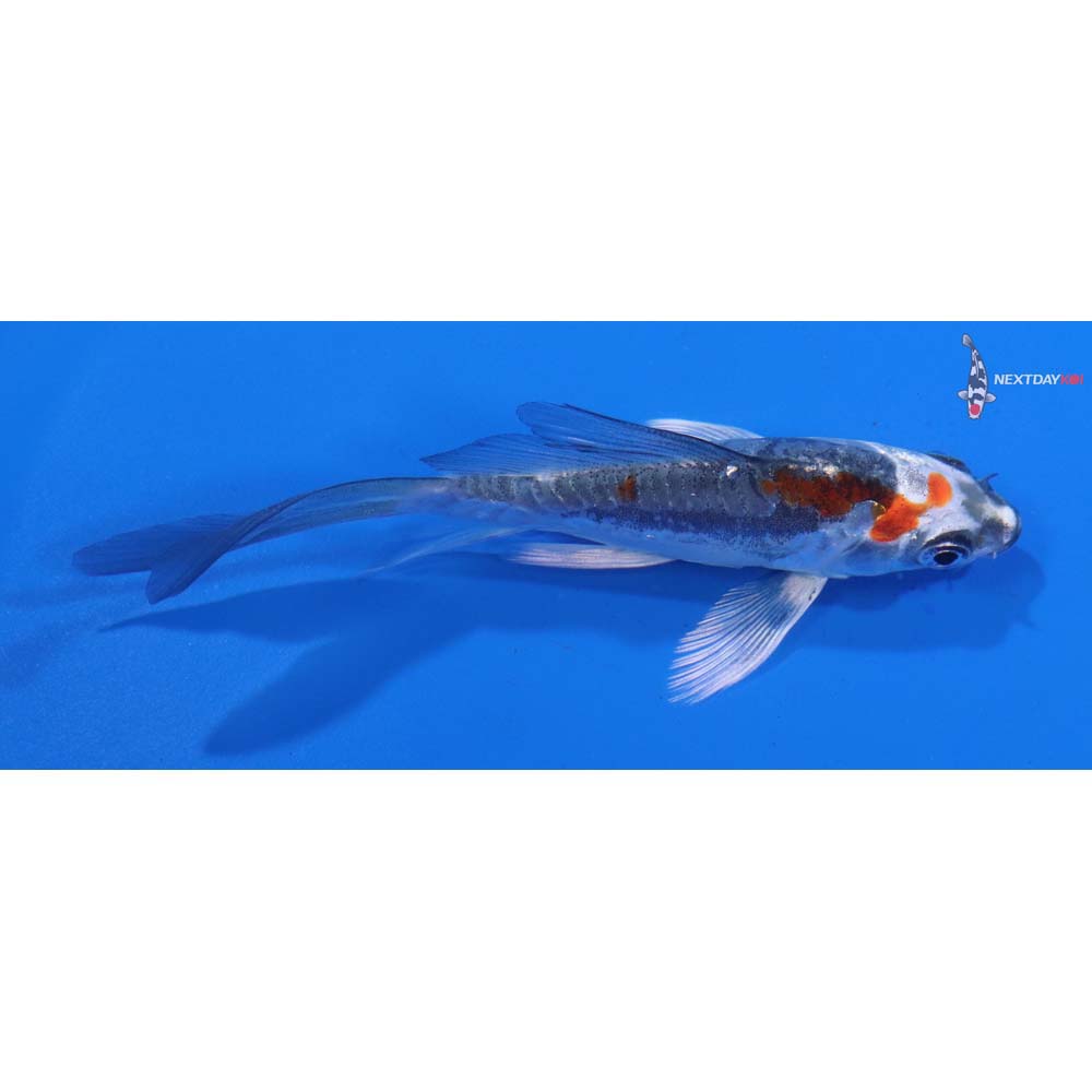 4” Imported Kin Kikokuryu Butterfly Koi