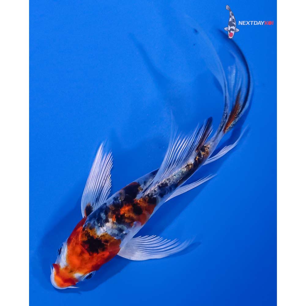 4” Imported Armor Scaled Yamato Nishiki Butterfly Koi