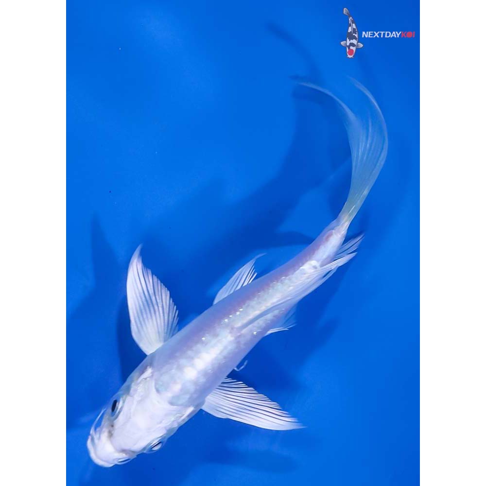 4” Imported Doitsu Platinum Ogon Butterfly Koi