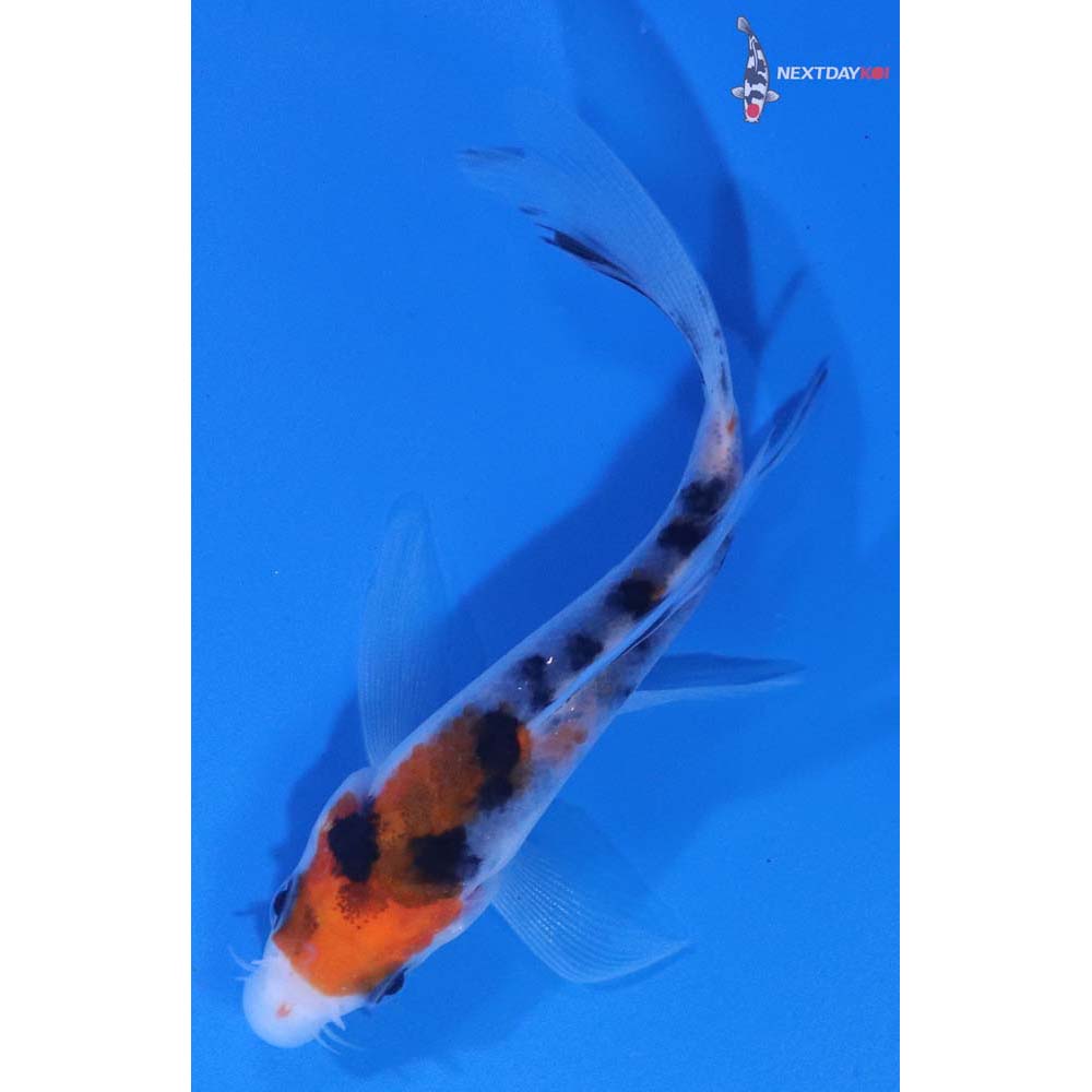 3.5” Imported Sanke Butterfly Koi