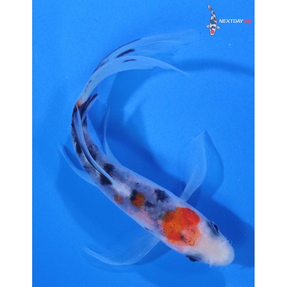 4.5” Imported Sanke Butterfly Koi
