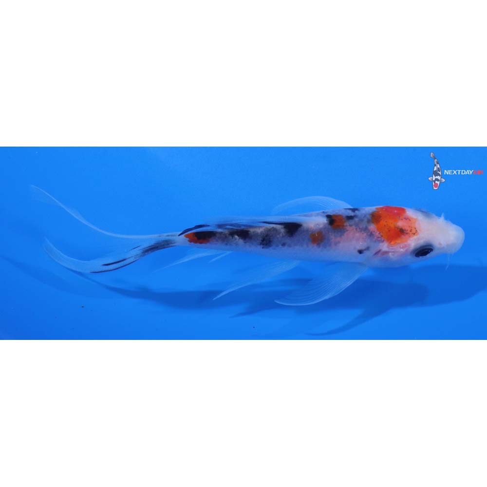 4.5” Imported Sanke Butterfly Koi