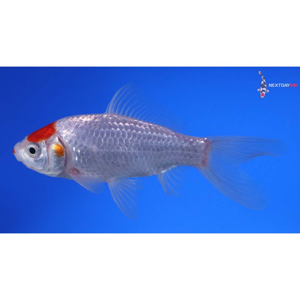 5” Imported Tancho Sarasa Comet