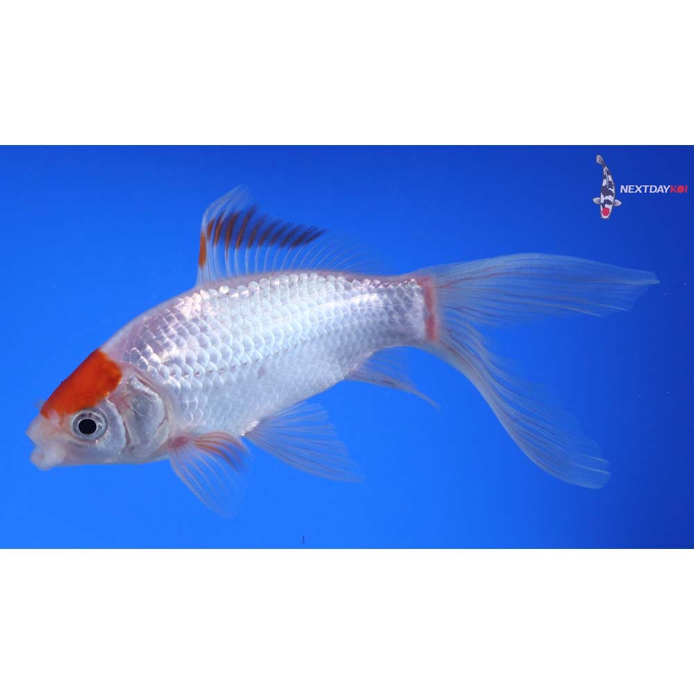 5.5” Imported Tancho Sarasa Comet