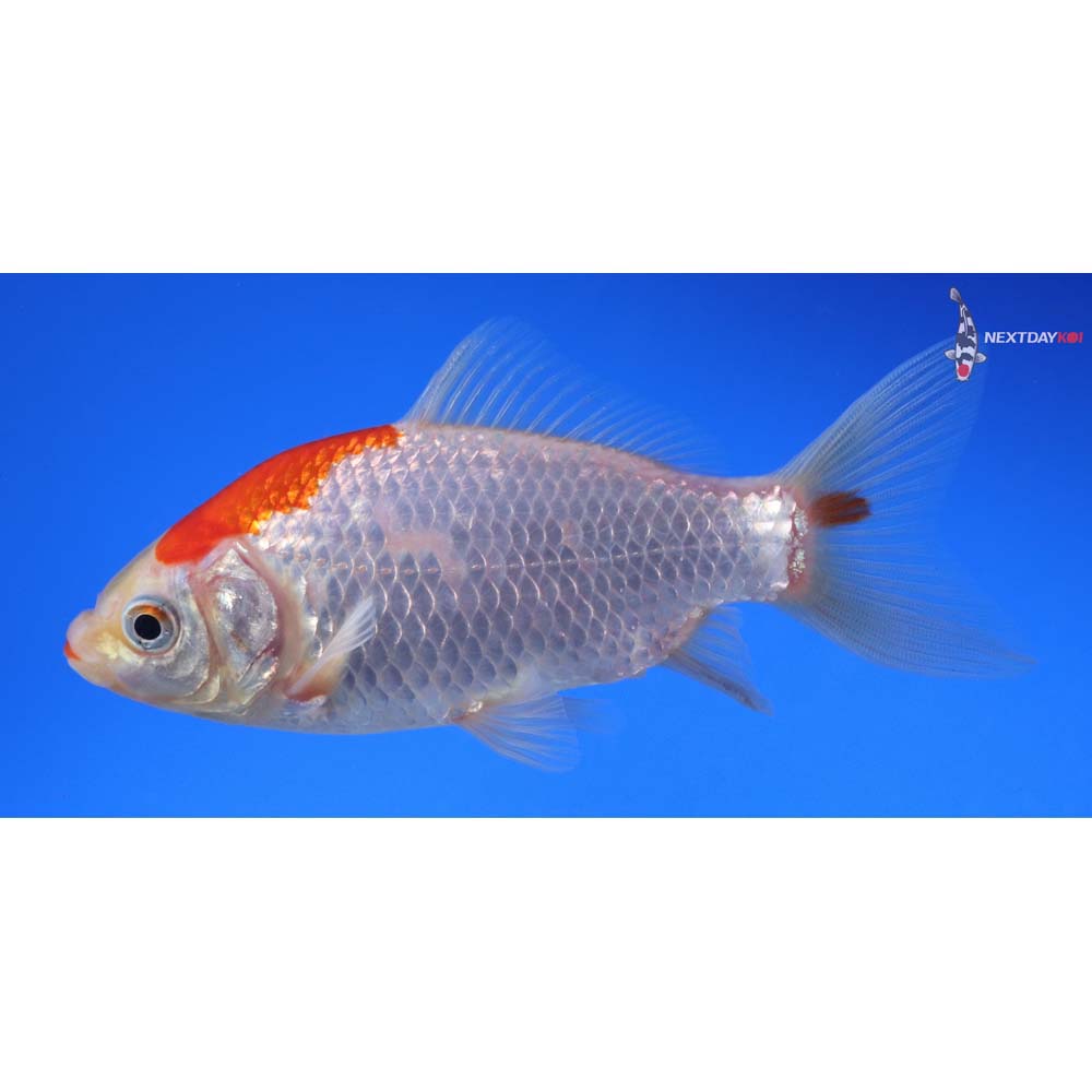 4.5” Imported Tancho Sarasa Comet
