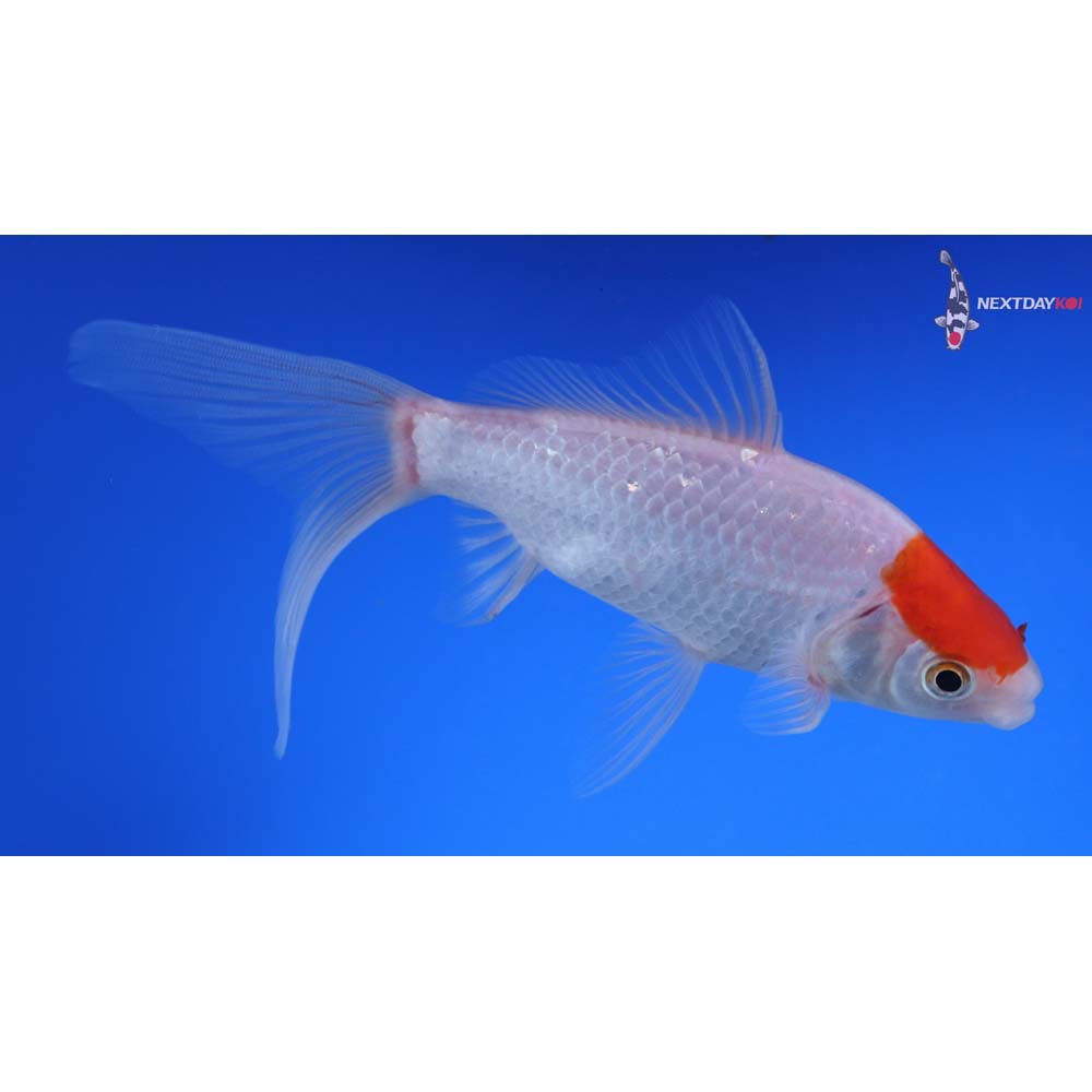 5.5” Imported Tancho Sarasa Comet