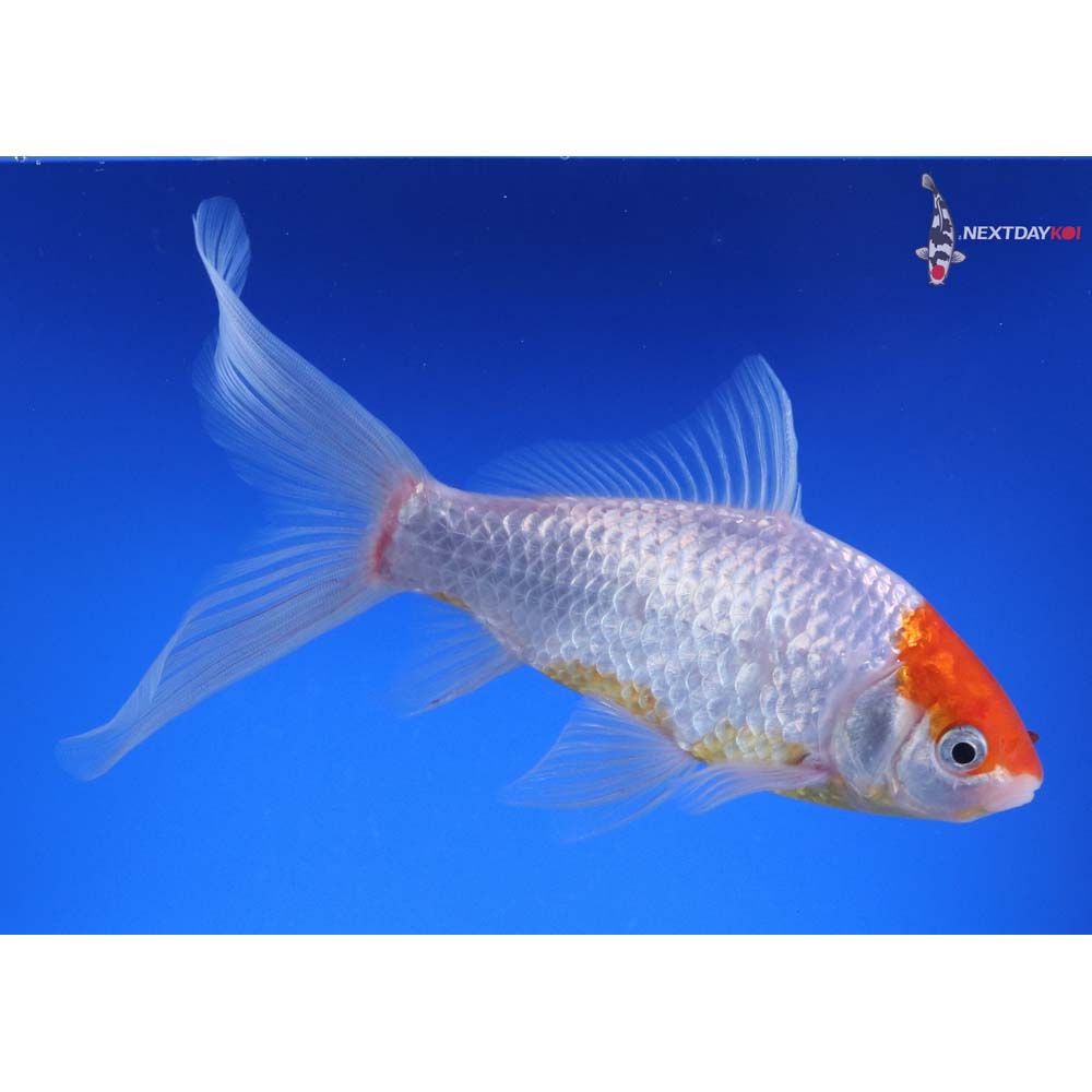 6” Imported Tancho Sarasa Comet
