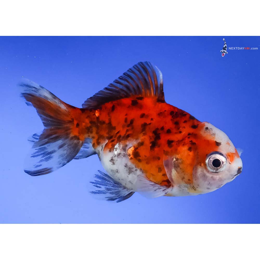 4” Imported Calico Oranda