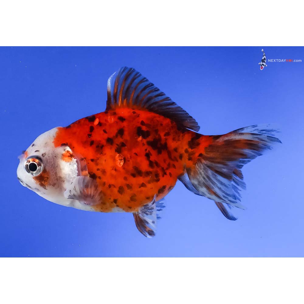 4” Imported Calico Oranda