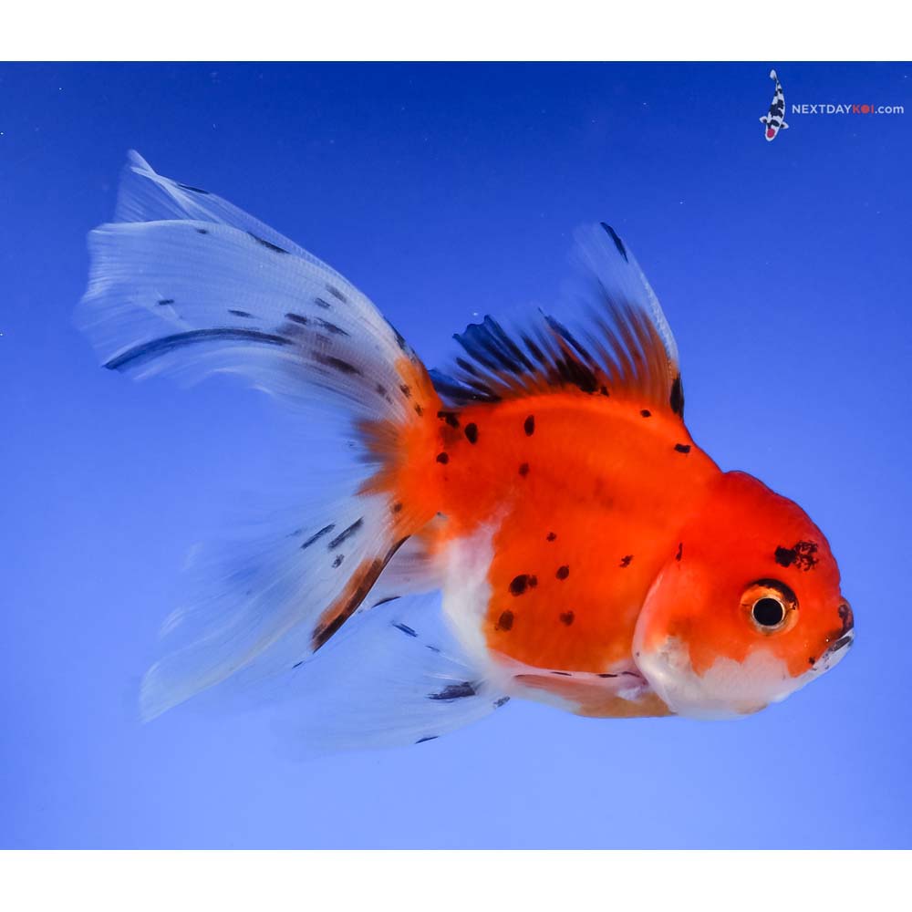 4” Imported Calico Oranda