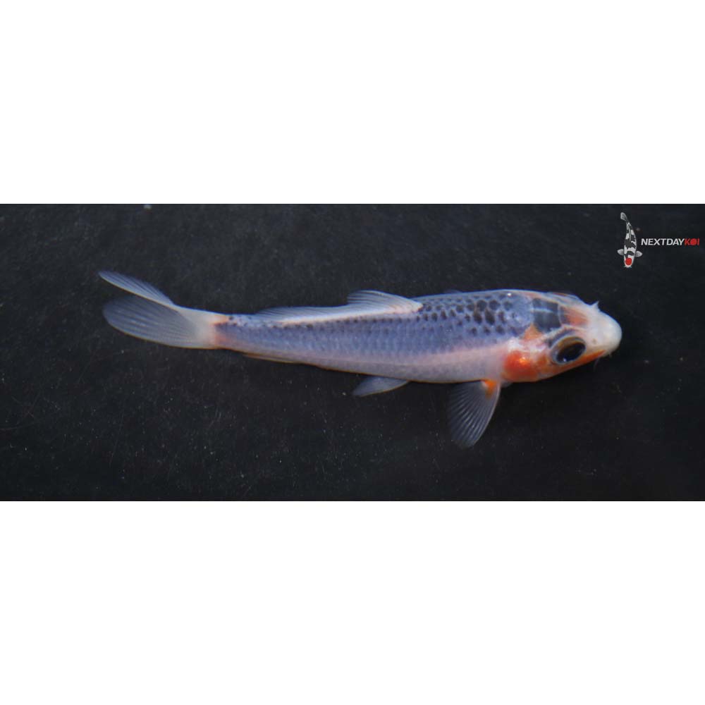 3.5” Imported Asagi