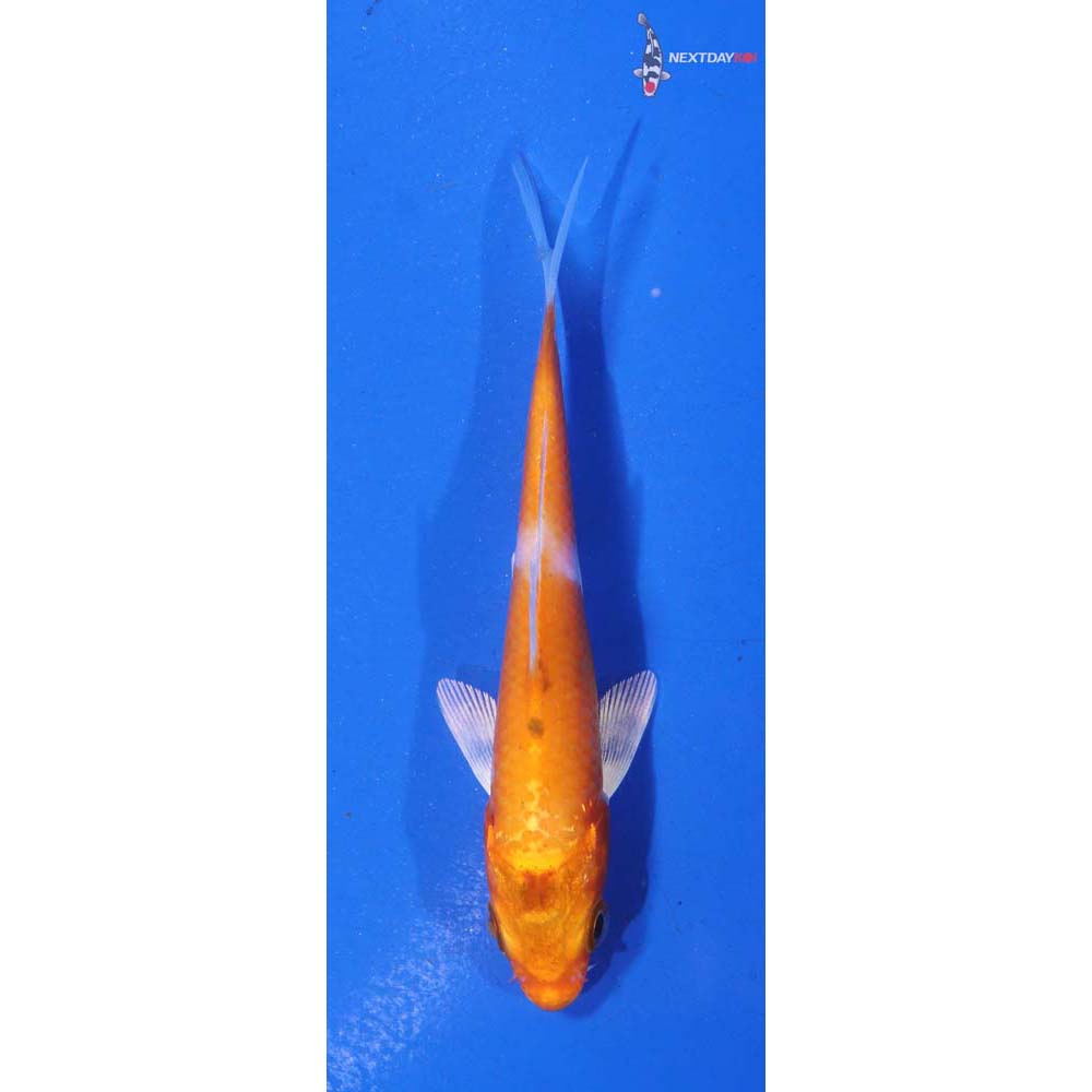 3.5” Imported Hariwake