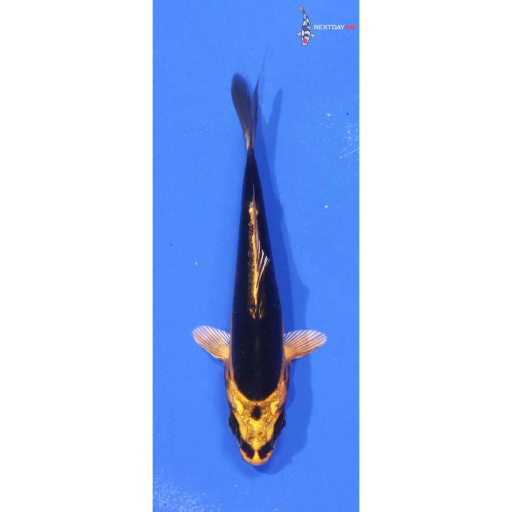 3.5” Imported Kin Kikokuryu