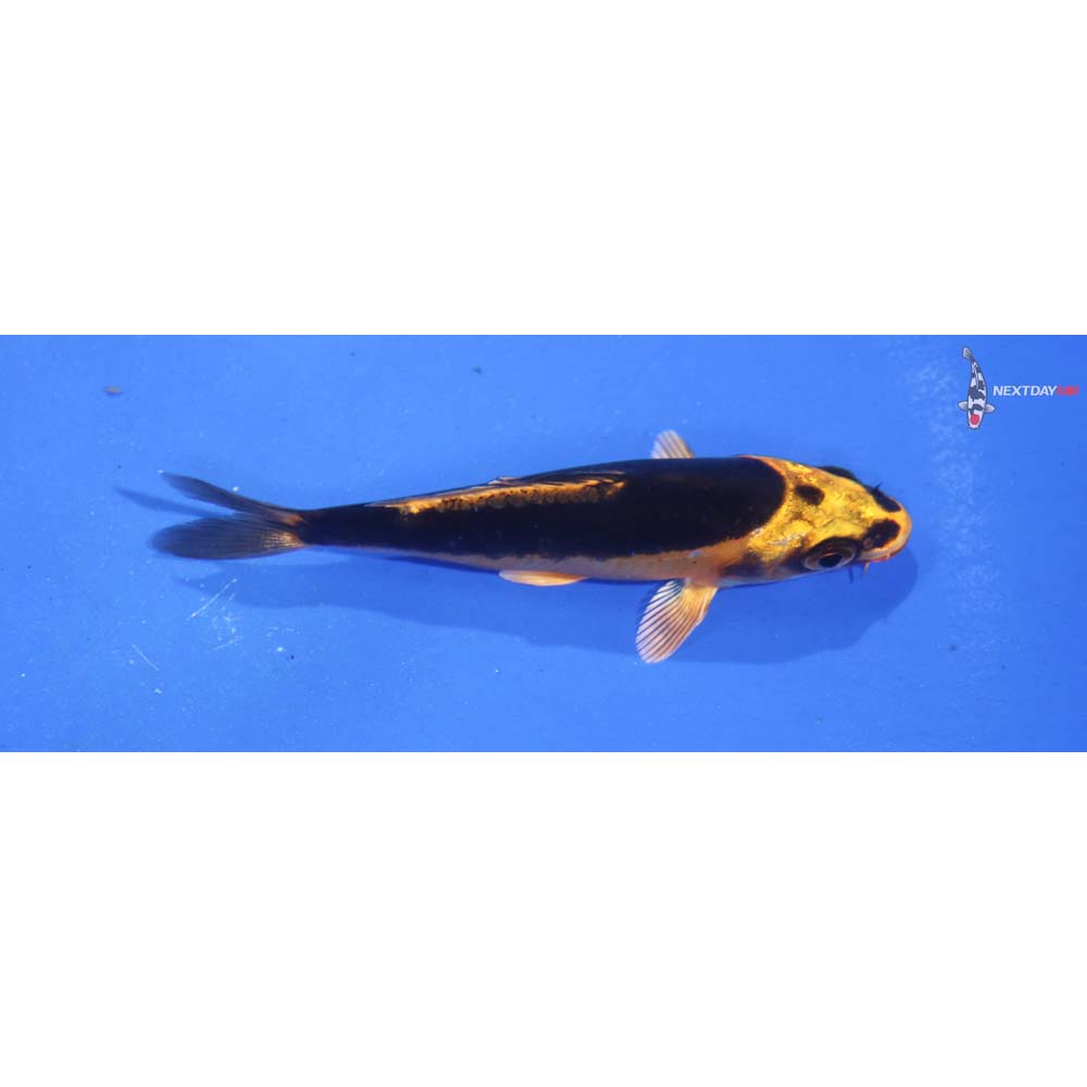 3.5” Imported Kin Kikokuryu