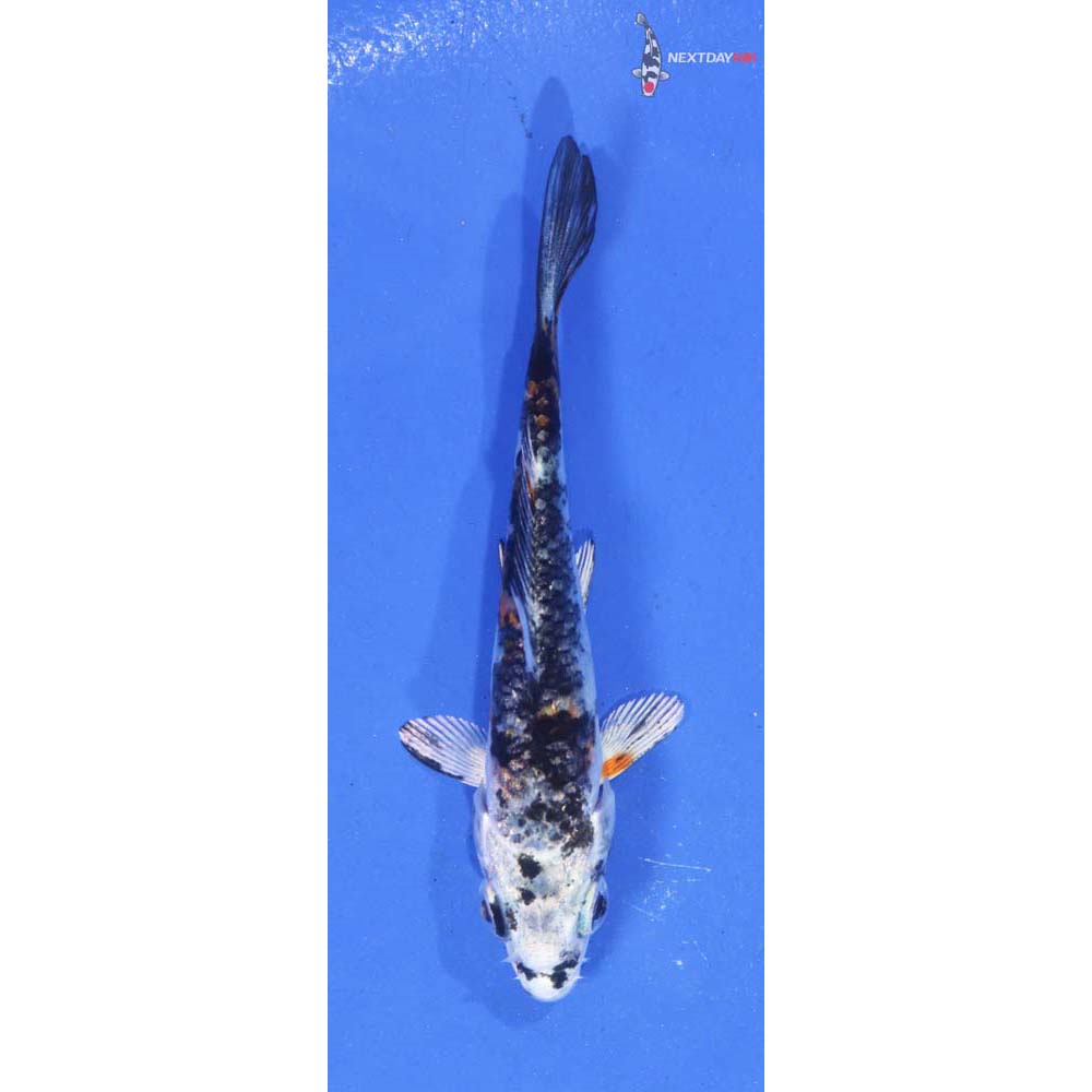 3.5” Imported Yamato Nishiki