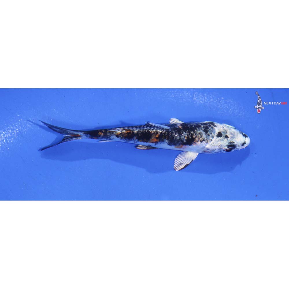 3.5” Imported Yamato Nishiki