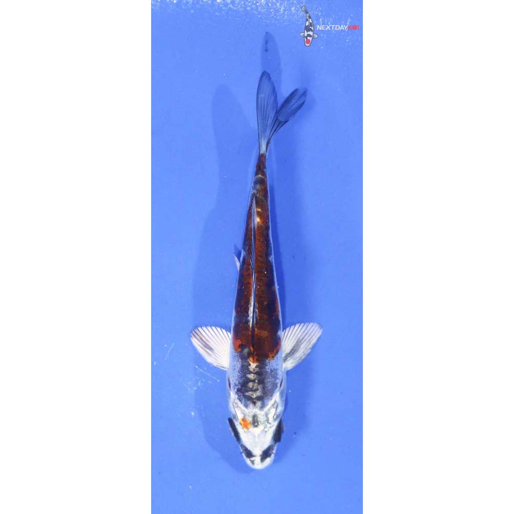 3.5” Imported Kin Kikokuryu