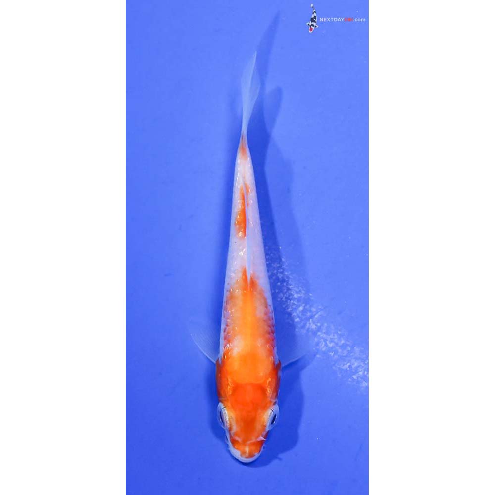 3” Imported Gin Rin Kohaku