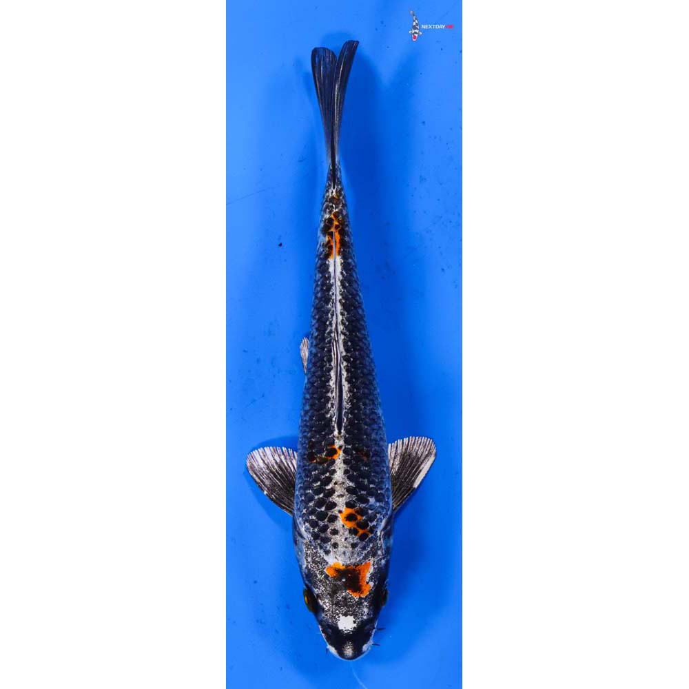 6.5” Imported Kujaku