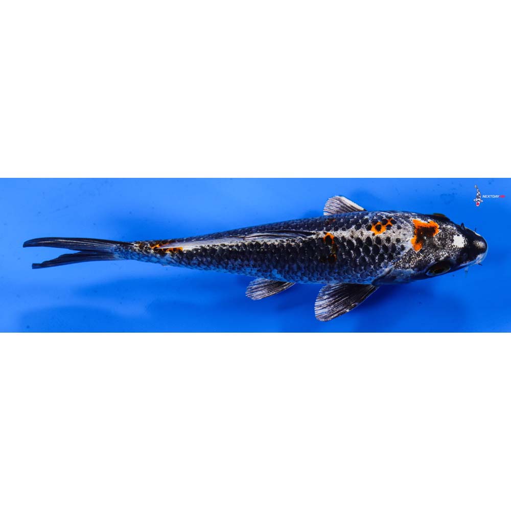 6.5” Imported Kujaku