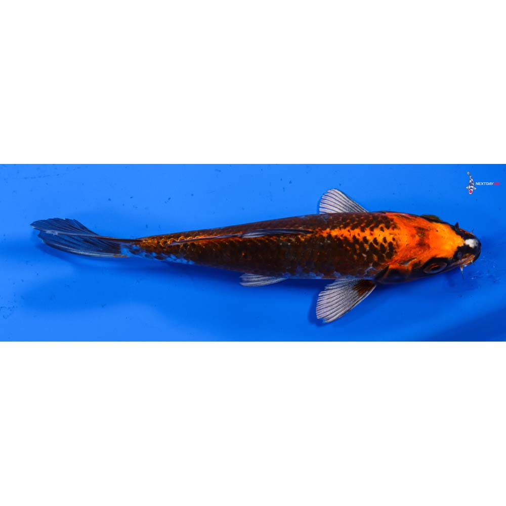 6.5” Imported Kujaku