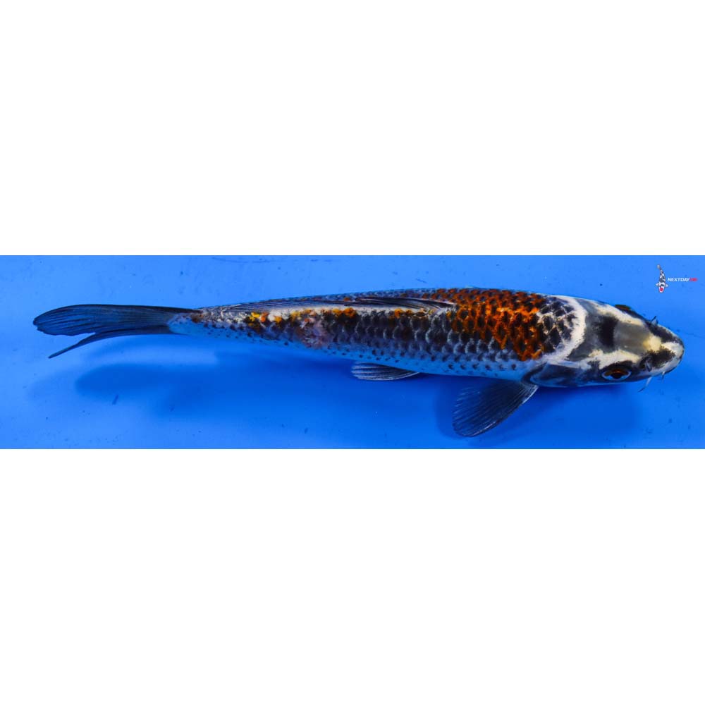 6.5” Imported Kujaku