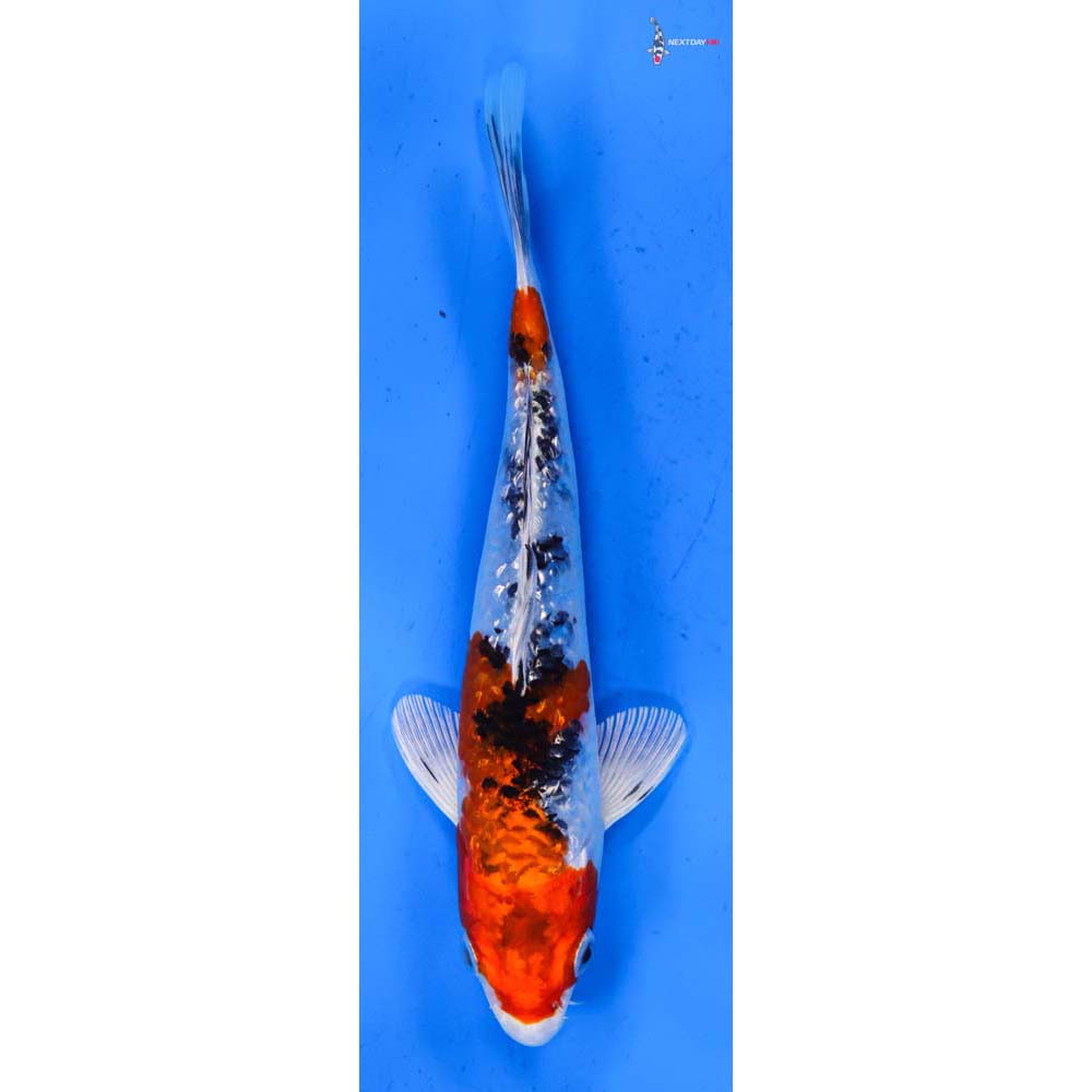 7” Imported Gin Rin Yamato Nishiki