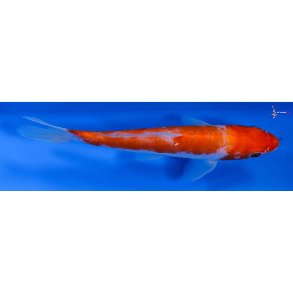 6” Imported Doitsu Kohaku
