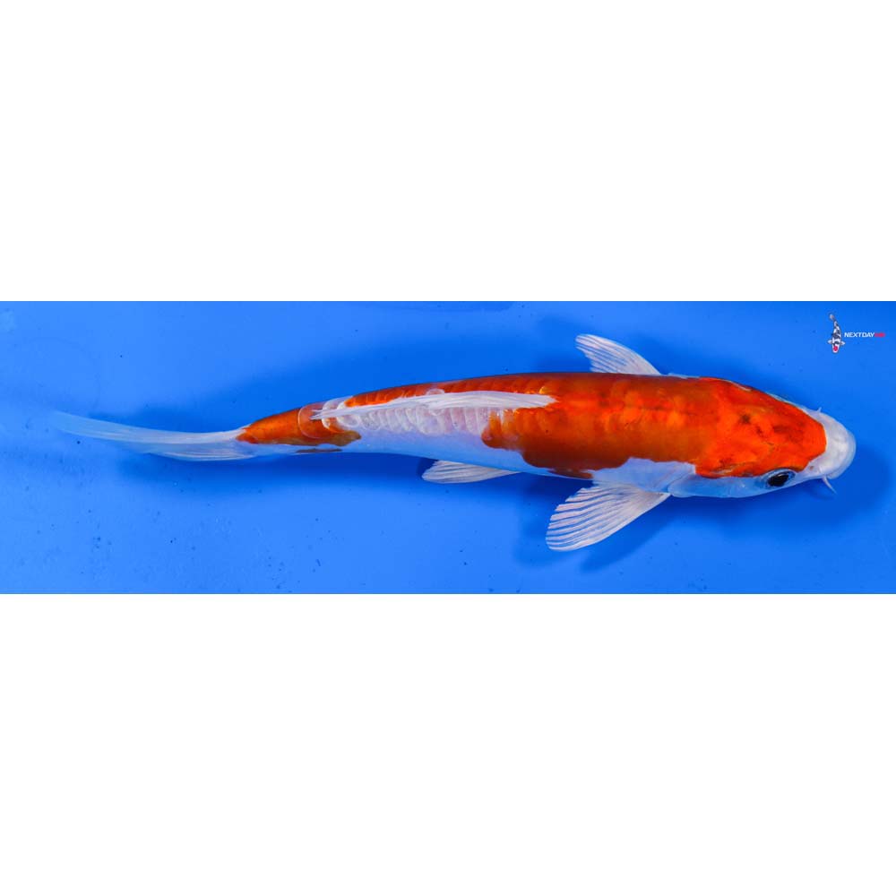 7” Imported Kikusui