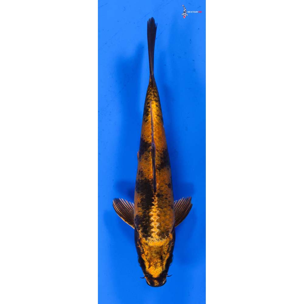6.5” Imported Kin Ki Utsuri