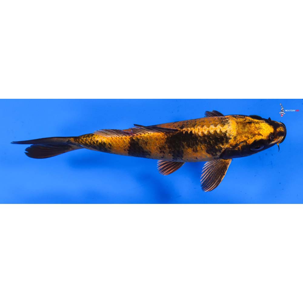 6.5” Imported Kin Ki Utsuri
