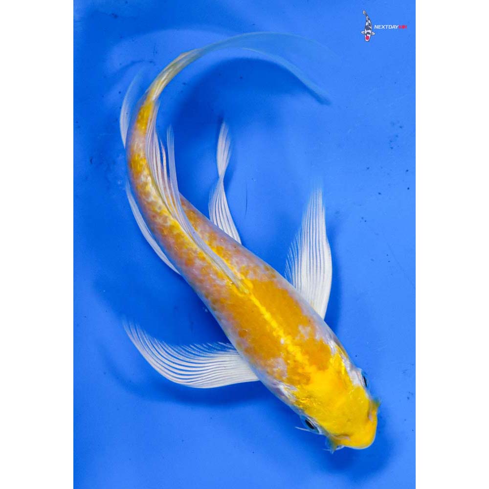 5.5” Imported Lemon Hariwake Butterfly Koi