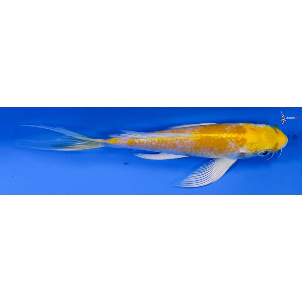 5.5” Imported Lemon Hariwake Butterfly Koi